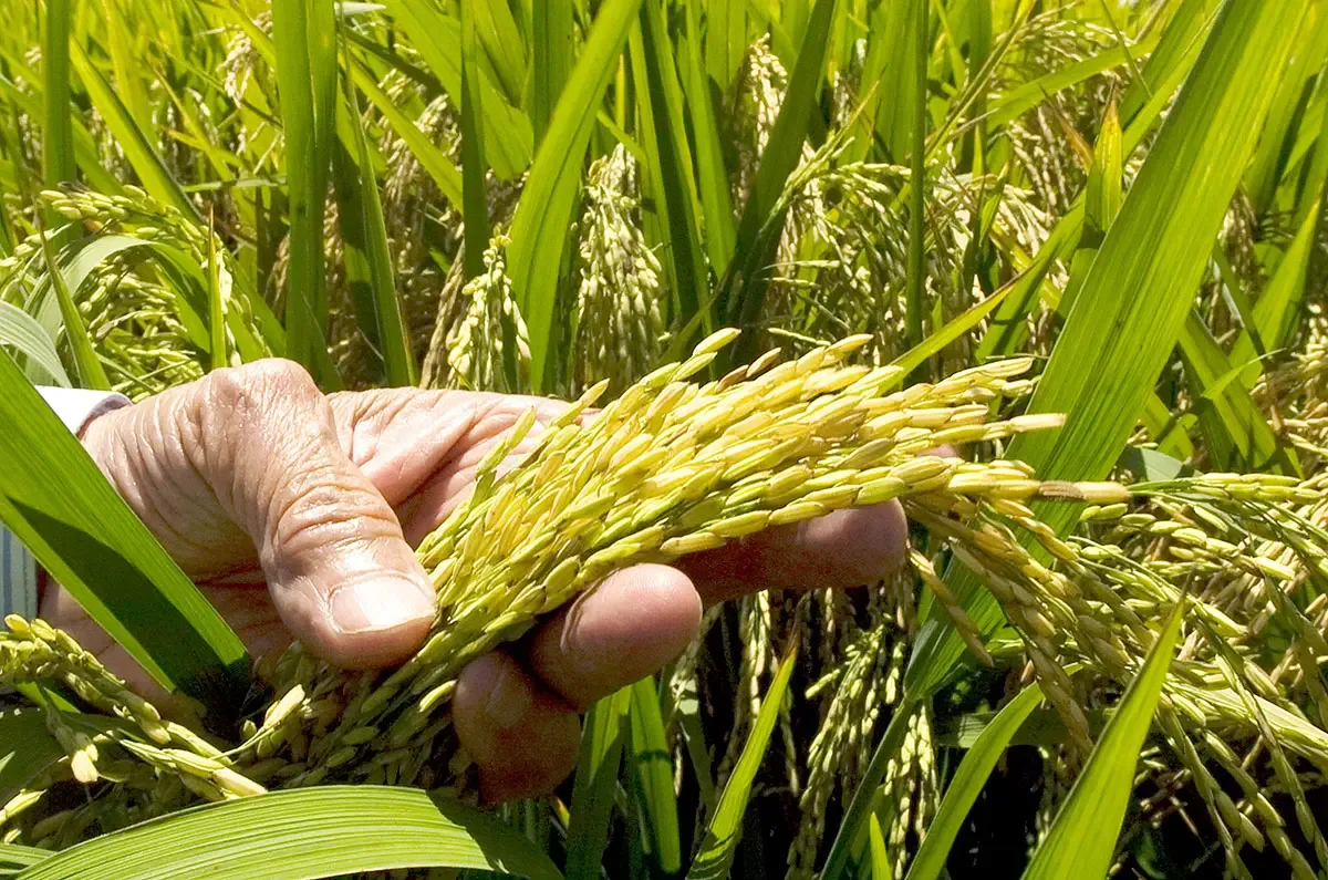 FENARROZ pide apoyo financiero y protección ante amenaza de importaciones estadounidenses de arroz