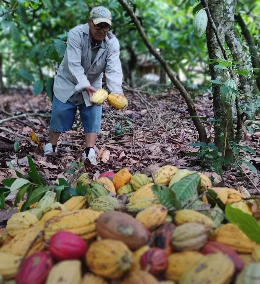 Exportaciones de cacao dominicano superan los US$669 millones en 2025